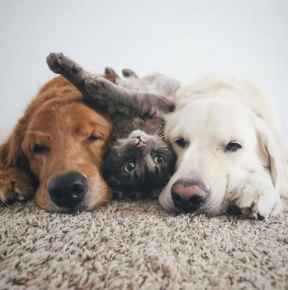 Picture for category Dietary Supplements